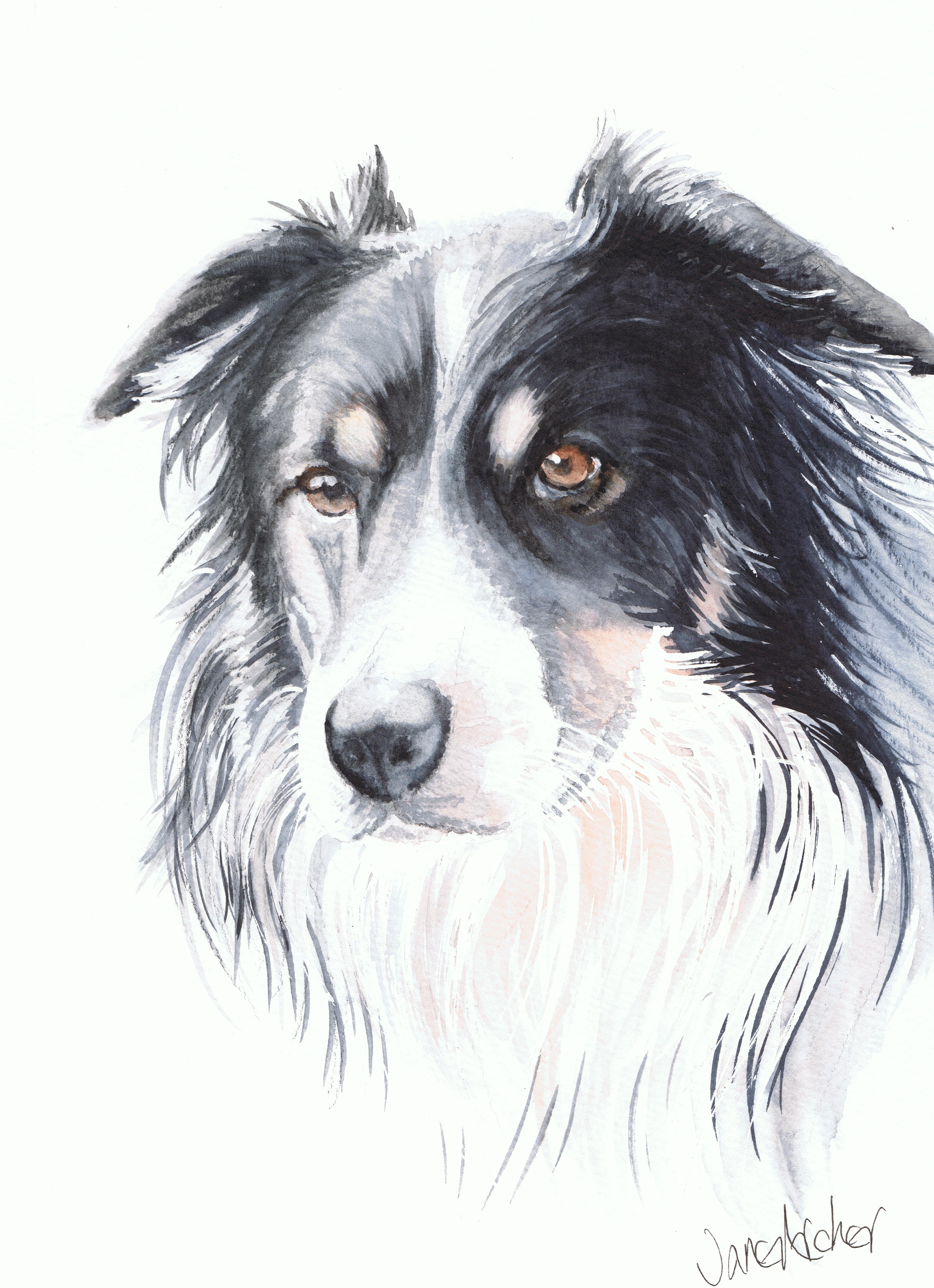 Watercolour portrait painting of a black and white sheep dog.