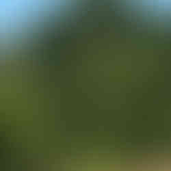 Neuntöter sitzt gerne auf Warten - leider hier nicht gut sichtbar