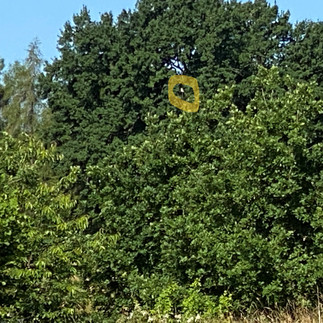 Neuntöter sitzt gerne auf Warten - leider hier nicht gut sichtbar