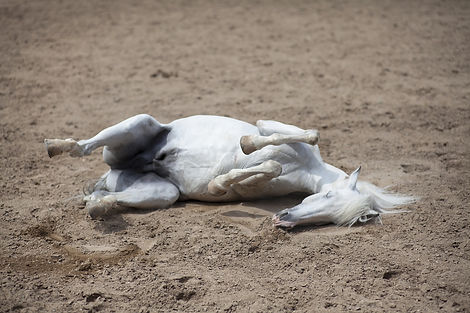 horse-2642126_1920.jpg