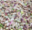 Shelled Pistachios_edited.jpg