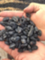 blackraisins4 O.jpeg