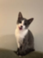 Our newest little troublemaker. Alfie is an absolute lovebug with a mischievous streak. He's curious, playful, affectionate and already proving that he has plenty of personality to spare.