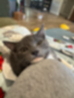 A certified cuddlebug. Benny is a handsome steel-gray and white boy with a purr that could probably be heard from the next room. He's affectionate, gentle and the happiest when he's getting attention from his people.
