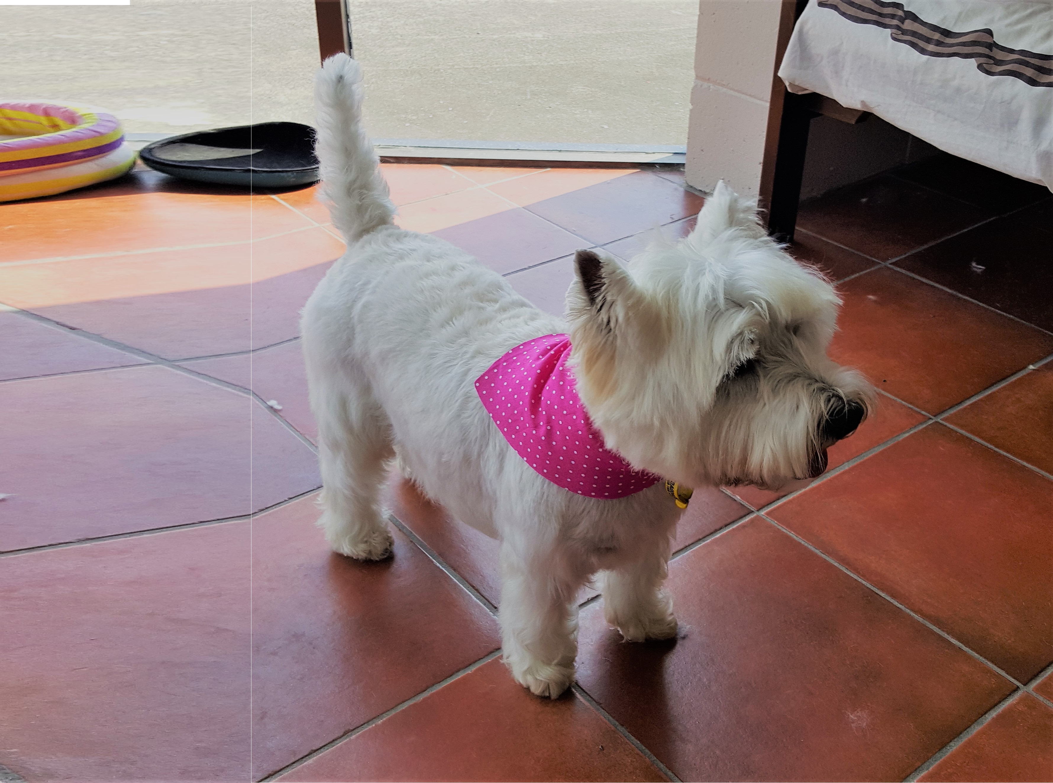 DogZone Grooming Gold Coast Dog Grooming Burleigh Heads