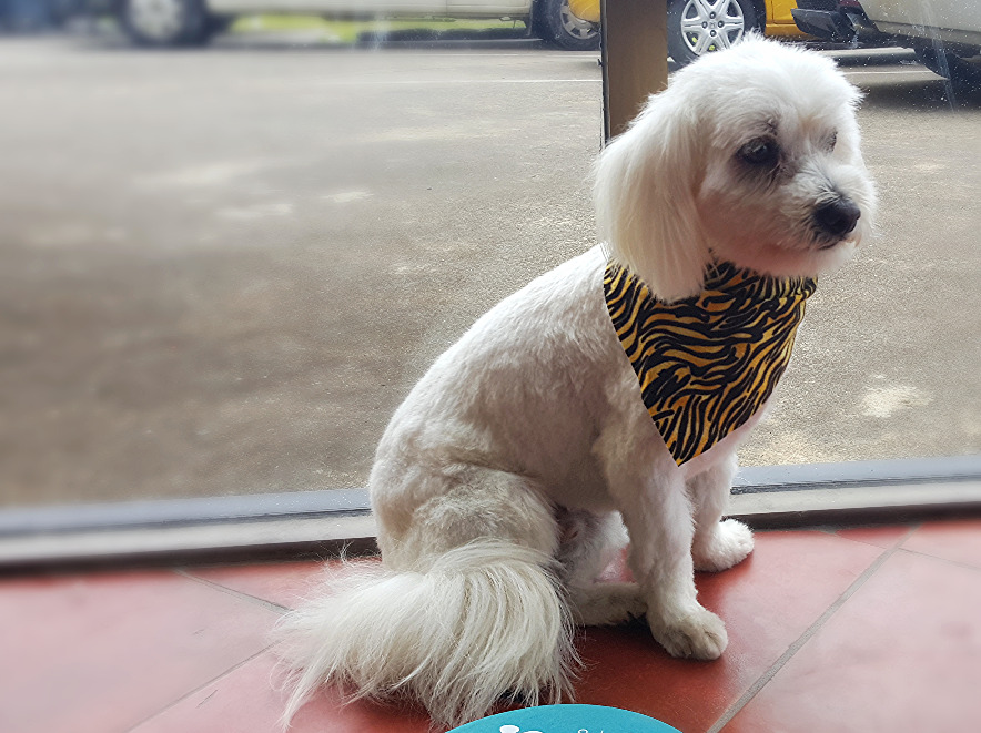 DogZone Grooming Gold Coast Dog Grooming Burleigh Heads