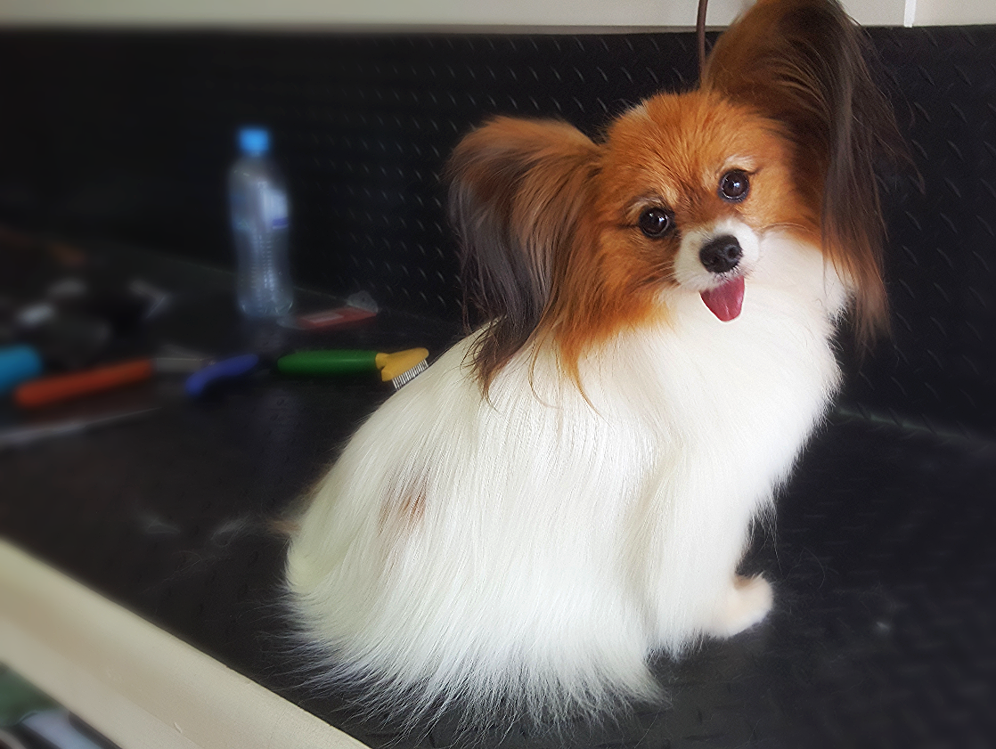 DogZone Grooming Gold Coast Dog Grooming Burleigh Heads