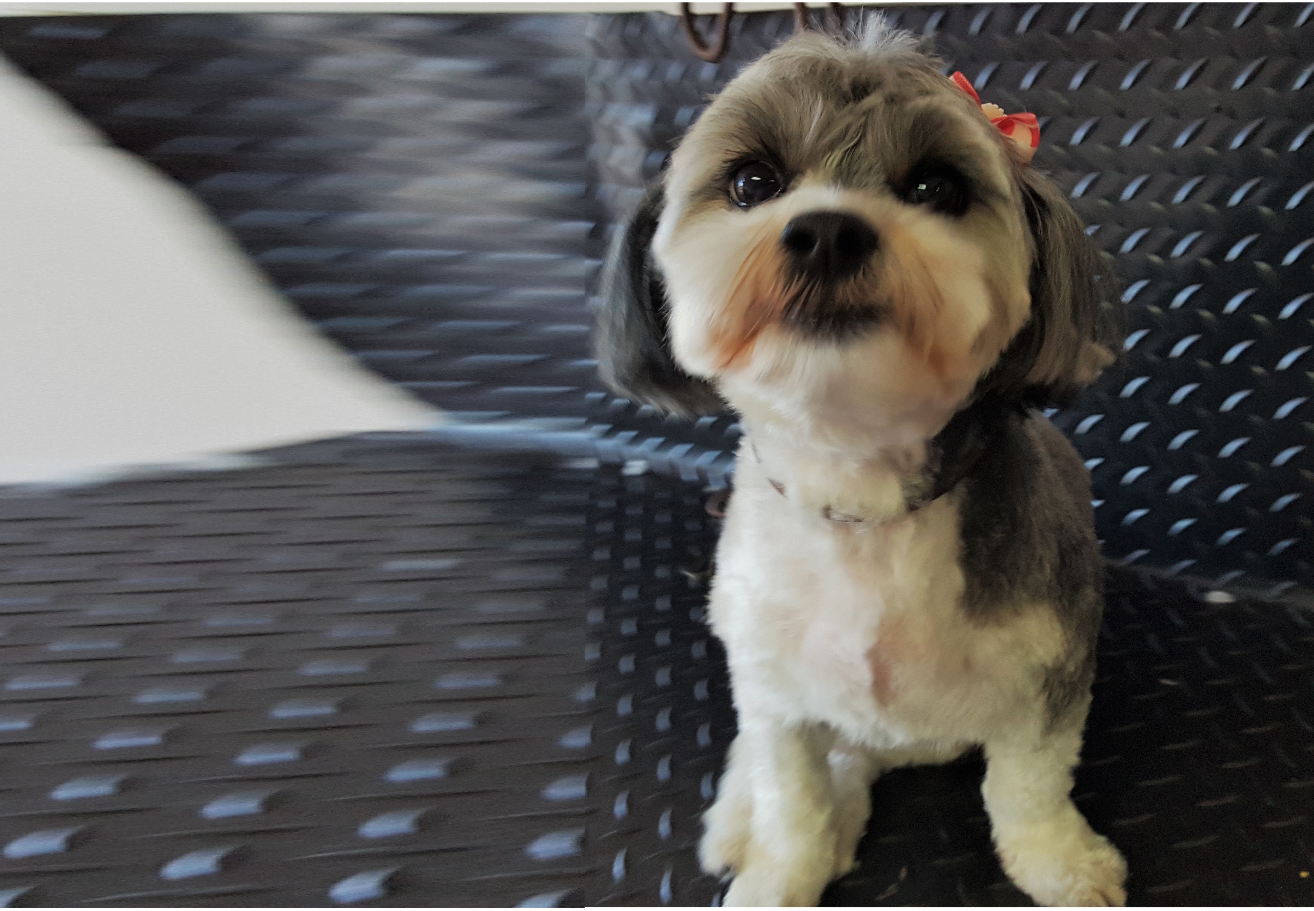 DogZone Grooming - Gold Coast Dog Grooming Burleigh Heads