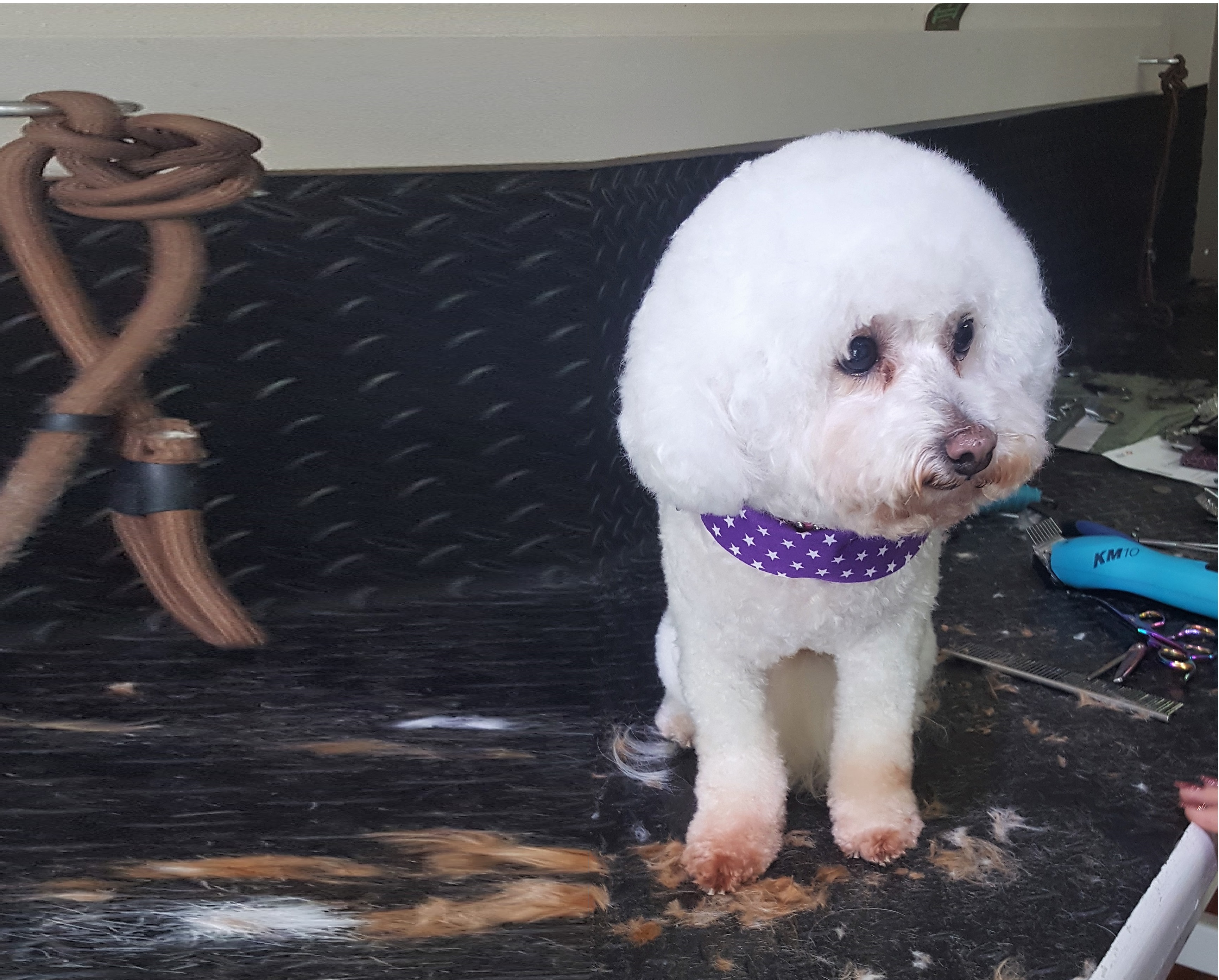 DogZone Grooming Gold Coast Dog Grooming Burleigh Heads