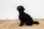 dog6