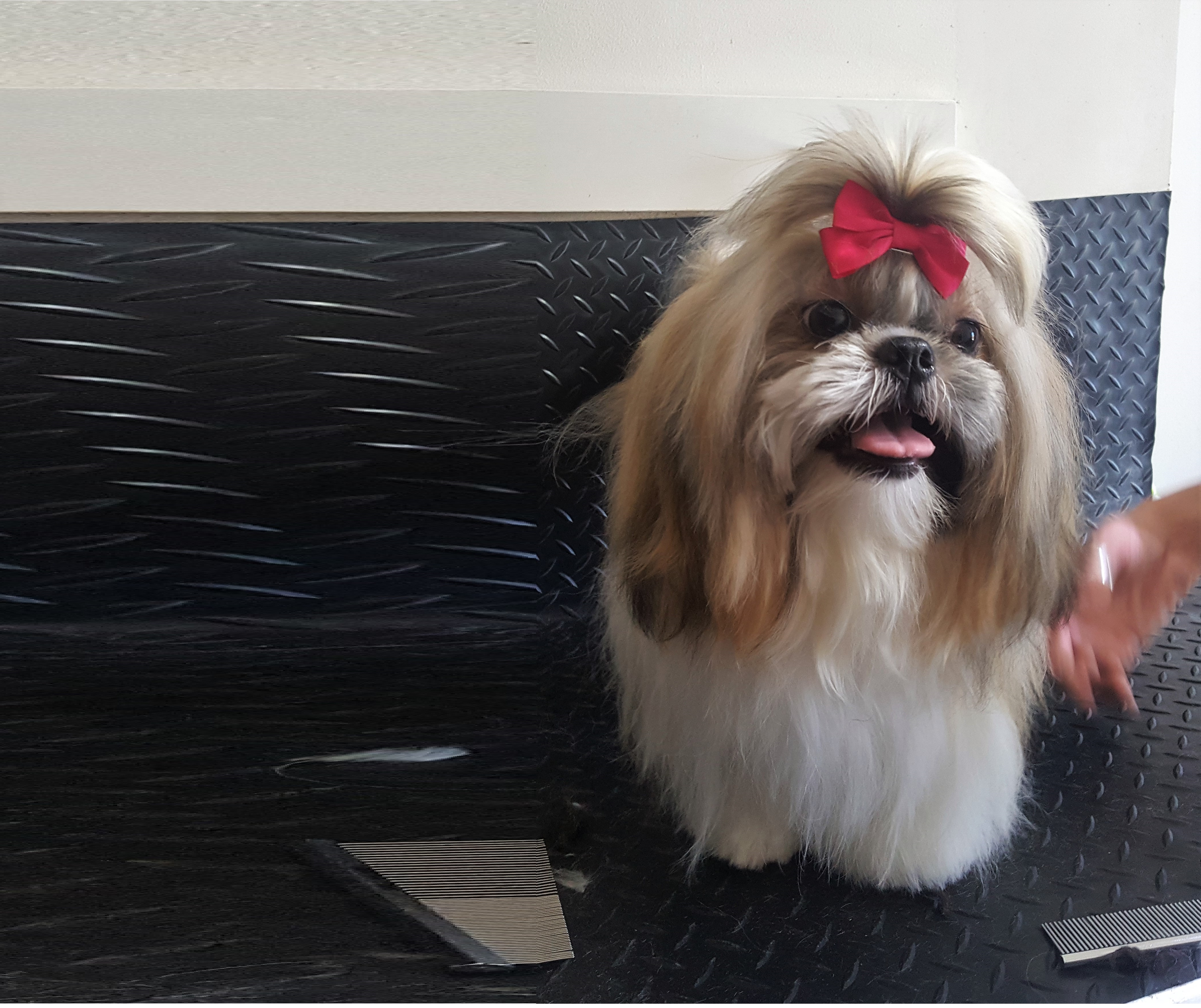 DogZone Grooming Gold Coast Dog Grooming Burleigh Heads