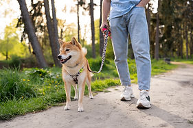 cute-shiba-inu-pet-with-family.jpg
