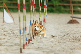 little-cute-corgi-dog-performing-show-competition-pet-sport-young-animal-training-before-p