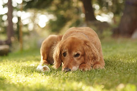 closeup-cute-golden-retriever-laying-grass-looking-toward-camera-suuny-day.jpg