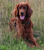 trainee therapy dog