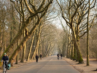 The trees lining Vondelpark walkway in winter. Spiritual Companioning and support in Amsterdam for those navigating deconstruction.