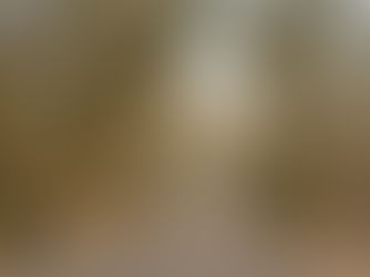 The trees lining Vondelpark walkway in winter. Spiritual Companioning and support in Amsterdam for those navigating deconstruction.