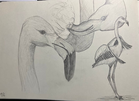 a group of flamingos