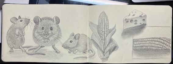 hungry mice and corn