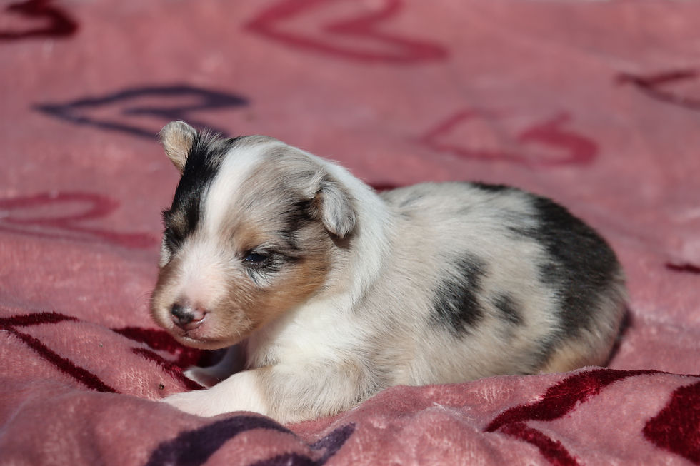 Male, 2 weeks old