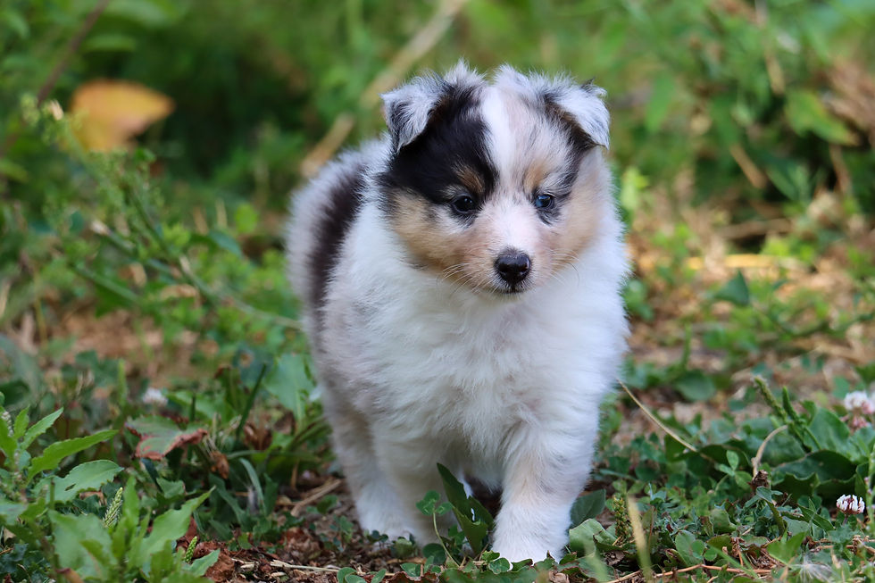 Blue Merle male - 5 weeks old