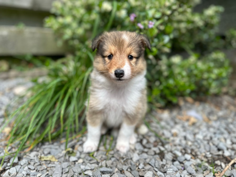 5 weeks