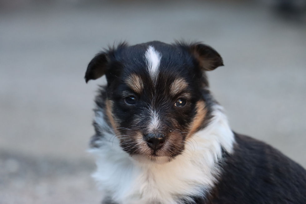 Tri female, 3 weeks old