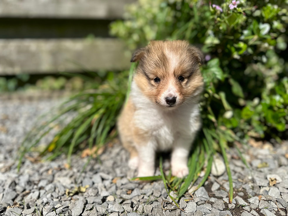 5 weeks