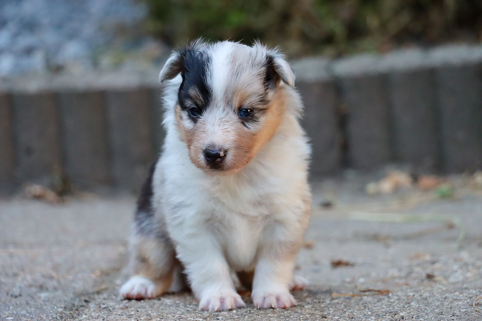 Blue Merle male,3 weeks old