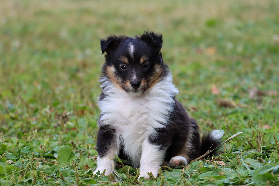 Tricolor female - 5 weeks old