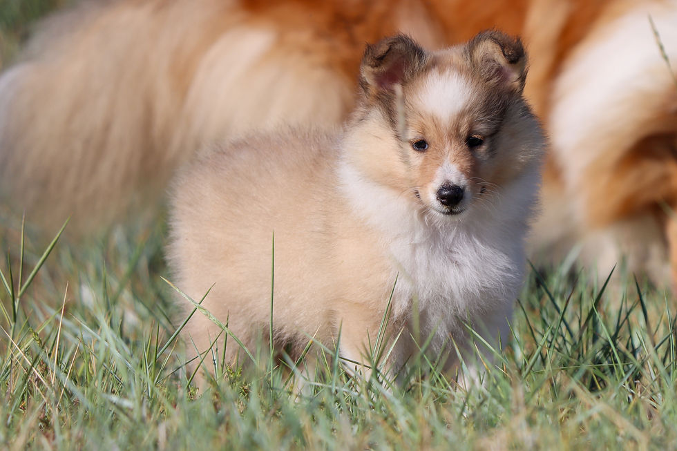 Robrensis Give Me Some Light- female 1 - 6 weeks old
