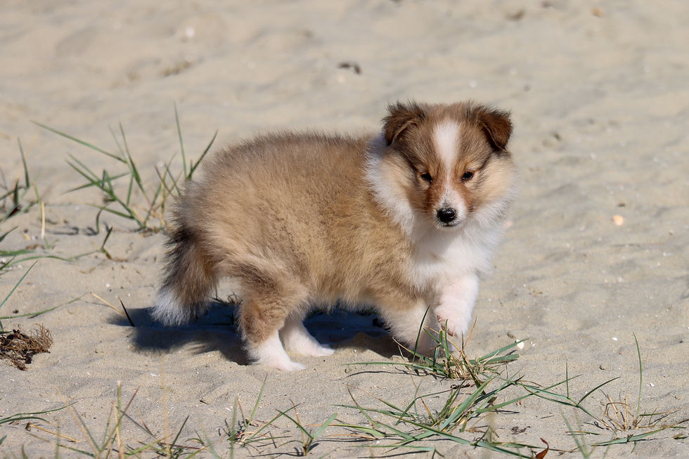 Robrensis Generous With Love, male - 6 weeks old