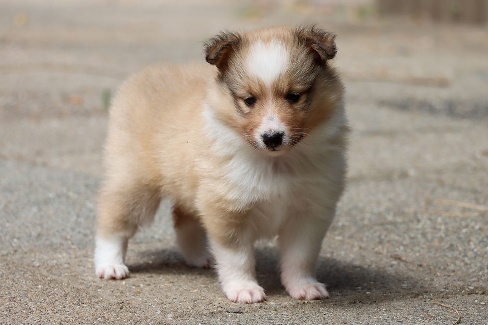 Female 1, 4 weeks old