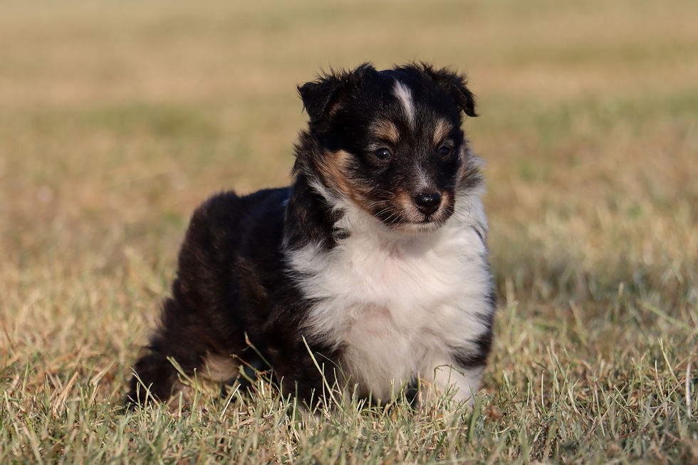 Female 4 weeks old