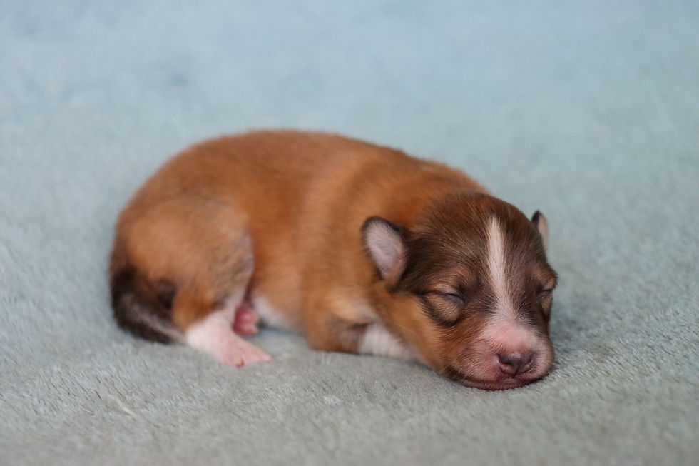 Boy, 1 week old