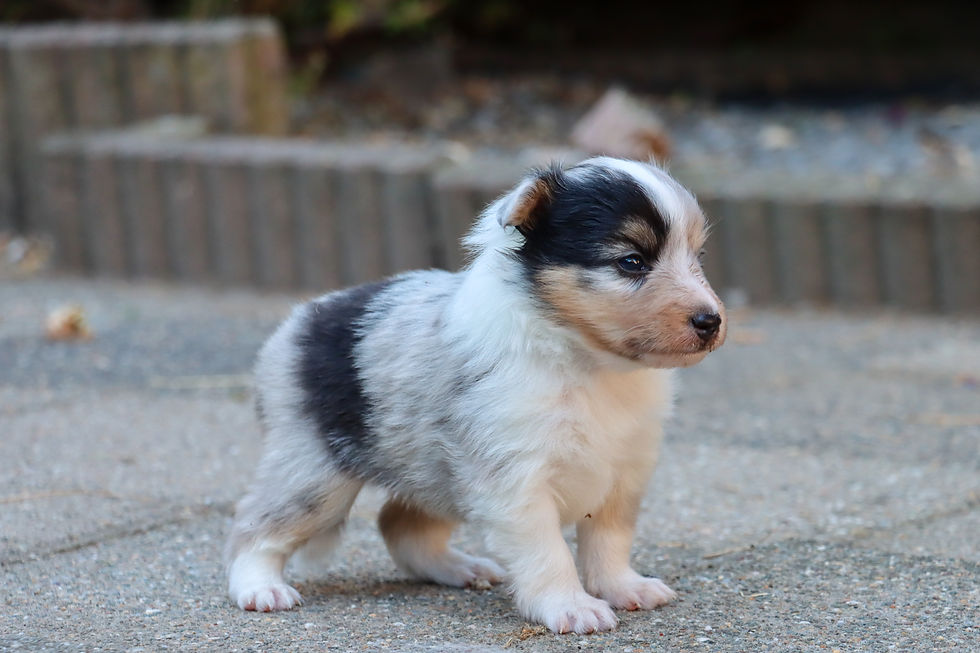 Blue Merle male,3 weeks old