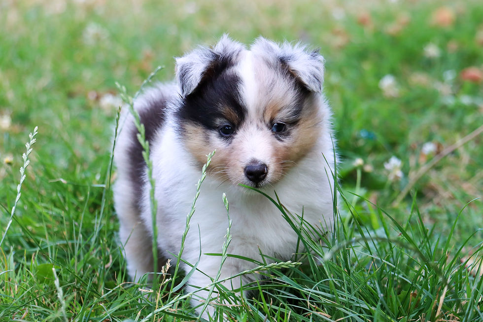Blue Merle male - 5 weeks old