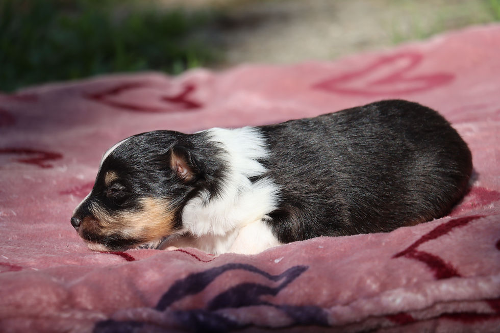 Female 2, weeks old