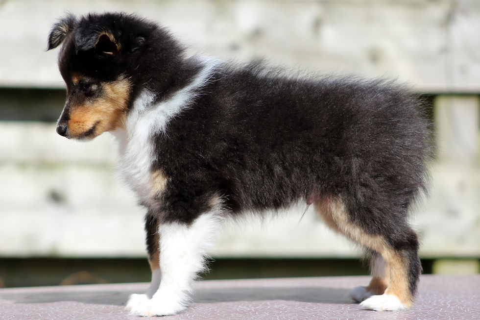 8 weeks