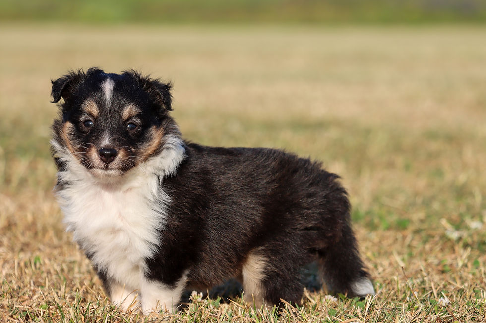 Female 4 weeks old