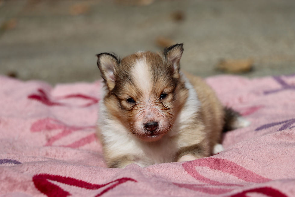 Female 2, 3 weeks old