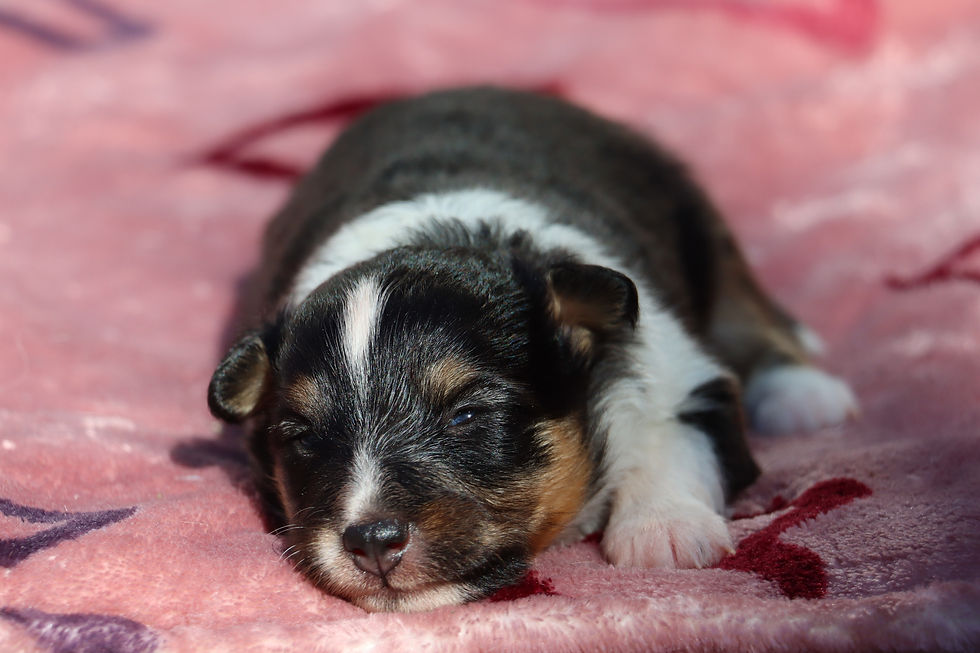 Female 2, weeks old