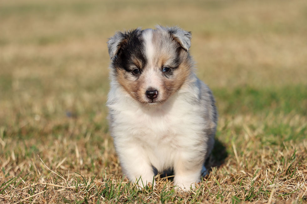 Male 4 weeks old