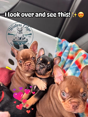 WEFB Puppies