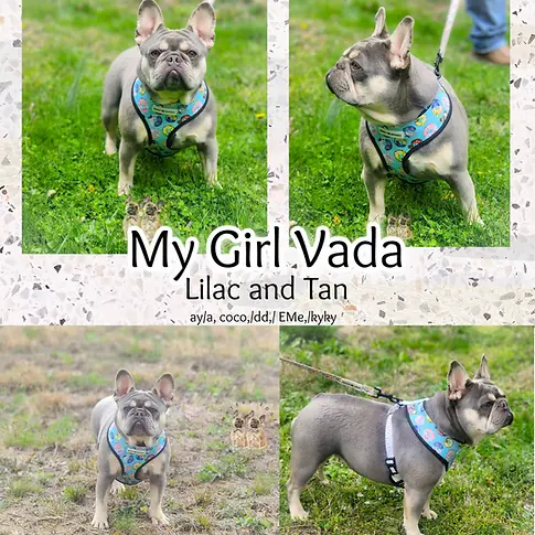 vada.webp