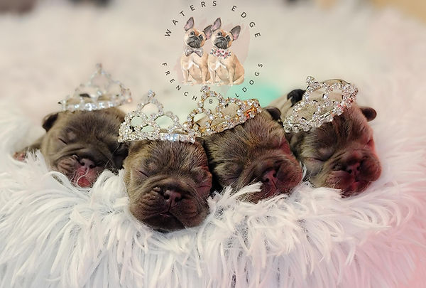 Waters Edge French Bulldogs