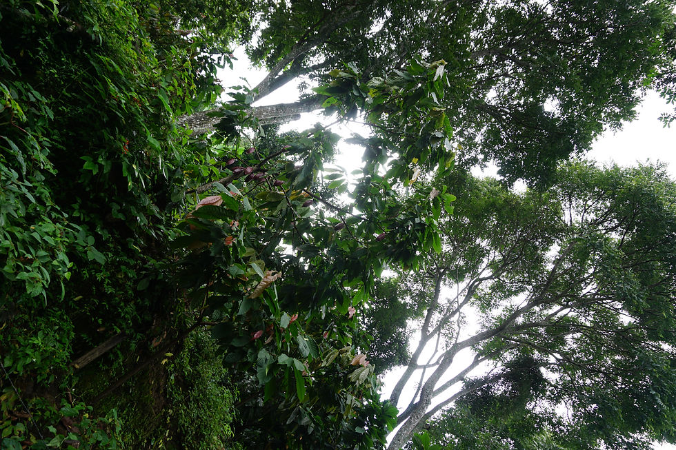 Sombra del Cacao DSC09128
