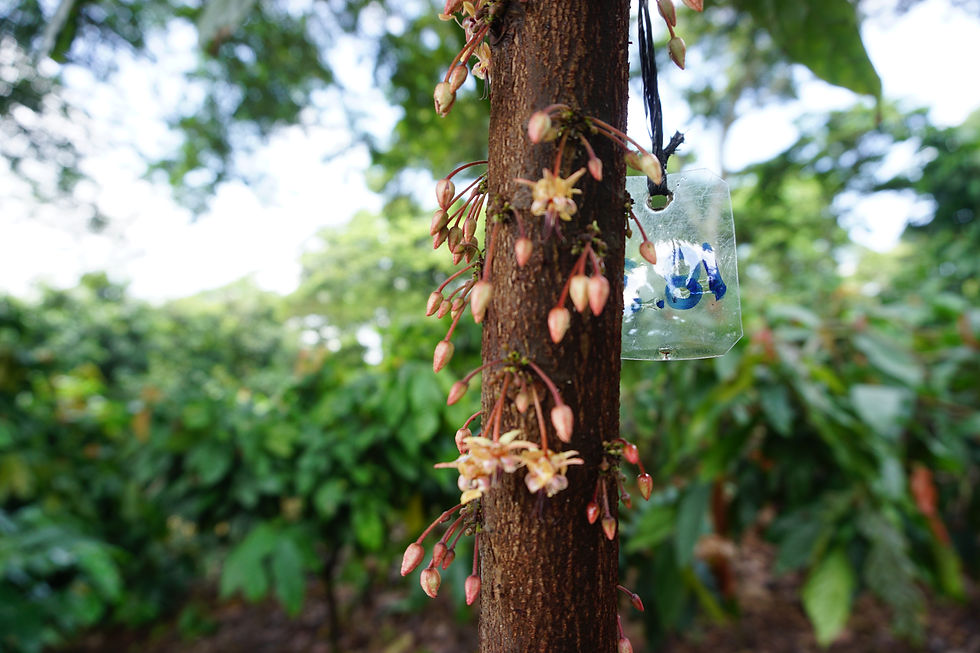 Flor de cacao DSC09114