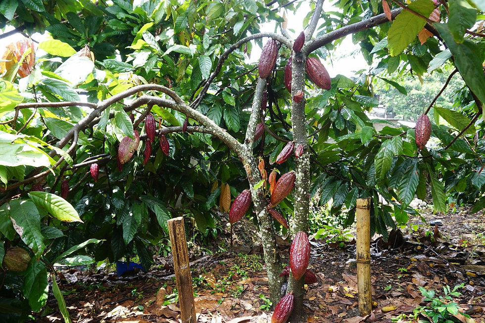 Mazorcas de Cacao en planta de 2 año