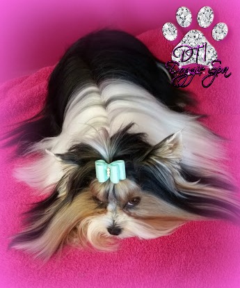 Dressed To Impress Doggie Spa